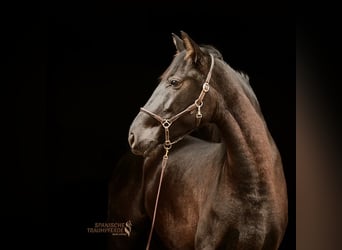 PRE, Mare, 5 years, 15,2 hh, Black