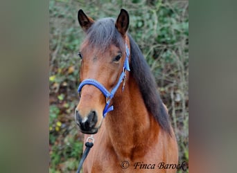 PRE, Mare, 5 years, 15,2 hh, Brown