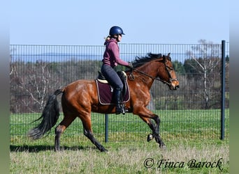 PRE, Mare, 5 years, 15,2 hh, Brown