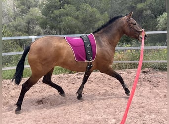 PRE Mix, Mare, 5 years, 15,2 hh, Brown