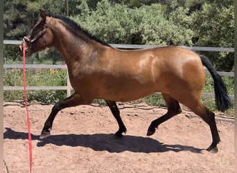 PRE Mix, Mare, 5 years, 15,2 hh, Brown