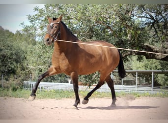 PRE Mix, Mare, 5 years, 15,2 hh, Brown