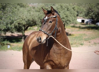 PRE Mix, Mare, 5 years, 15,2 hh, Brown