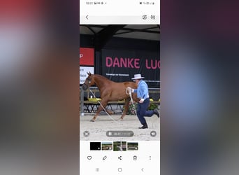 PRE, Mare, 5 years, 15,2 hh, Chestnut-Red