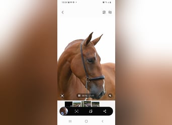 PRE, Mare, 5 years, 15,2 hh, Chestnut-Red