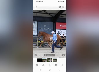 PRE, Mare, 5 years, 15,2 hh, Chestnut-Red