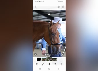 PRE, Mare, 5 years, 15,2 hh, Chestnut-Red