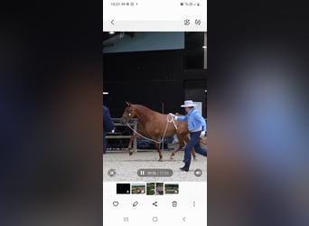 PRE, Mare, 5 years, 15,2 hh, Chestnut-Red