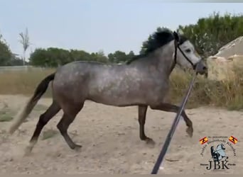 PRE Mix, Mare, 5 years, 15,2 hh, Gray