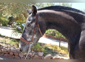 PRE Mix, Mare, 5 years, 15,2 hh, Grey