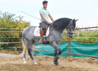 PRE, Mare, 5 years, 15,2 hh, Grey