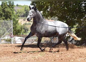 PRE, Mare, 5 years, 15,2 hh, Grey