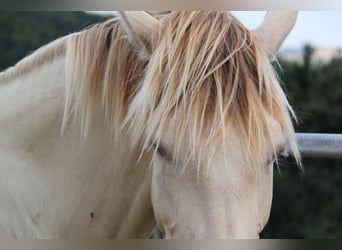PRE Mix, Mare, 5 years, 15,2 hh, Pearl