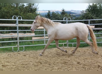 PRE Mix, Mare, 5 years, 15,2 hh, Pearl