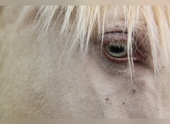PRE Mix, Mare, 5 years, 15,2 hh, Pearl