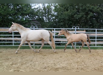 PRE Mix, Mare, 5 years, 15,2 hh, Pearl