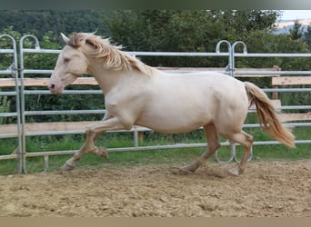 PRE Mix, Mare, 5 years, 15,2 hh, Pearl