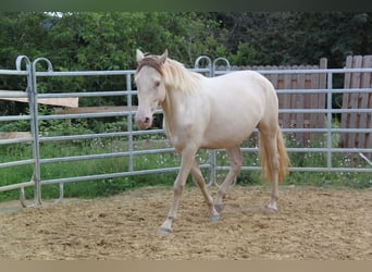 PRE Mix, Mare, 5 years, 15,2 hh, Pearl