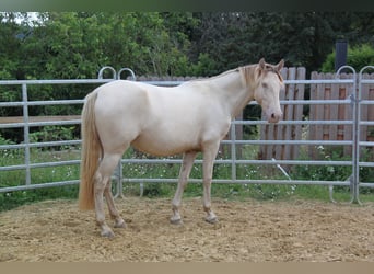 PRE Mix, Mare, 5 years, 15,2 hh, Pearl