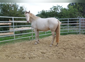 PRE Mix, Mare, 5 years, 15,2 hh, Pearl