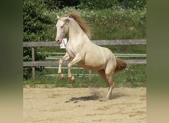 PRE, Mare, 5 years, 15,2 hh, Perlino