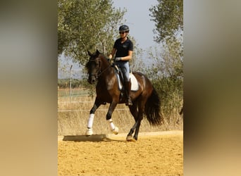 PRE, Mare, 5 years, 15,3 hh, Black