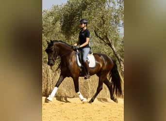 PRE, Mare, 5 years, 15,3 hh, Black