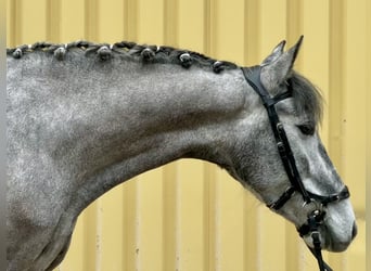 PRE Mix, Mare, 5 years, 15,3 hh, Grey-Dark-Tan