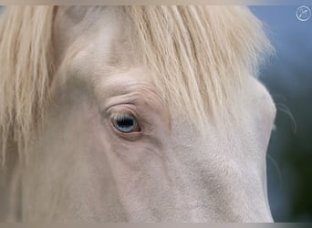 PRE, Mare, 5 years, 15,3 hh, Perlino