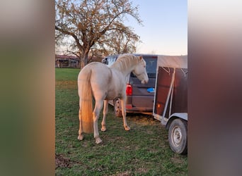 PRE, Mare, 5 years, 15,3 hh, Perlino