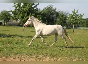 PRE, Mare, 5 years, 15,3 hh, Perlino