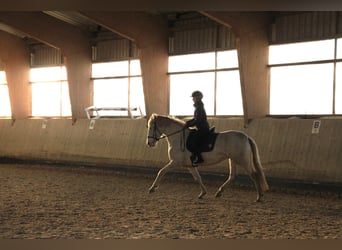 PRE, Mare, 5 years, 15,3 hh, Perlino