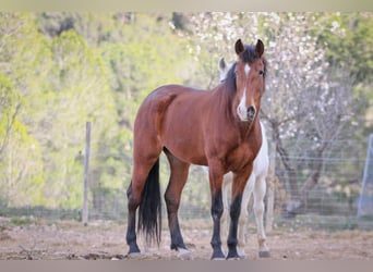 PRE, Mare, 5 years, 16,1 hh, Bay-Dark