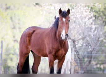 PRE, Mare, 5 years, 16,1 hh, Bay-Dark