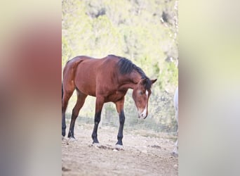 PRE, Mare, 5 years, 16,1 hh, Bay-Dark