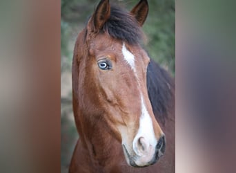 PRE, Mare, 5 years, 16,1 hh, Bay-Dark