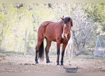 PRE, Mare, 5 years, 16,1 hh, Bay-Dark