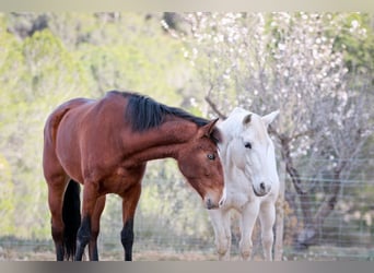 PRE, Mare, 5 years, 16,1 hh, Bay-Dark