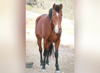 PRE, Mare, 5 years, 16,1 hh, Bay-Dark