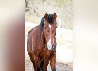 PRE, Mare, 5 years, 16.1 hh, Bay-Dark
