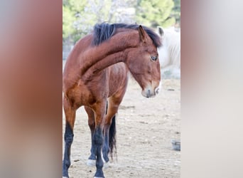 PRE, Mare, 5 years, 16.1 hh, Bay-Dark