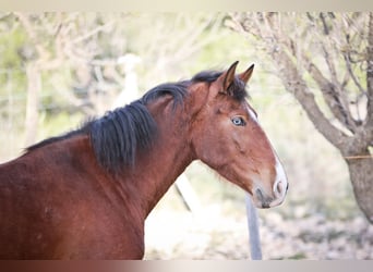 PRE, Mare, 5 years, 16.1 hh, Bay-Dark