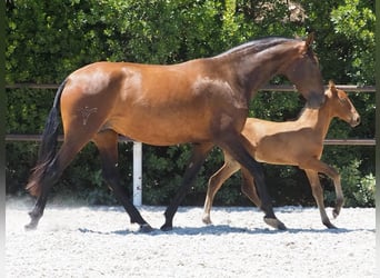 PRE Mix, Mare, 5 years, 16.1 hh, Bay