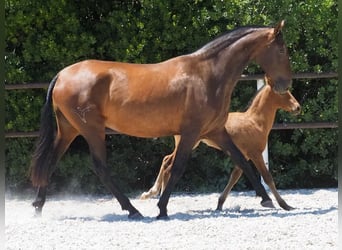 PRE Mix, Mare, 5 years, 16.1 hh, Bay