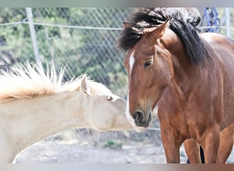 PRE, Mare, 5 years, 16.1 hh, Bay
