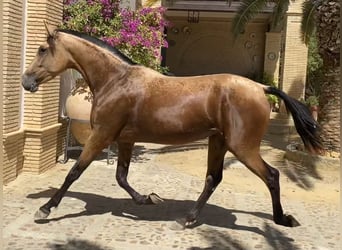 PRE Mix, Mare, 5 years, 16.1 hh, Dun
