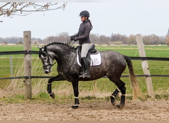 PRE Mix, Mare, 5 years, 16.1 hh, Grey