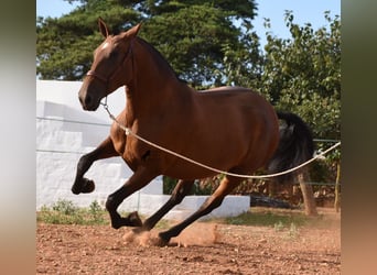 PRE, Mare, 5 years, 16.2 hh, Brown