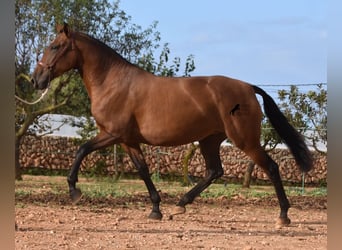 PRE, Mare, 5 years, 16.2 hh, Brown