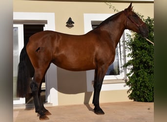 PRE, Mare, 5 years, 16.2 hh, Brown